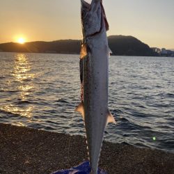 祭りに参戦出来ず