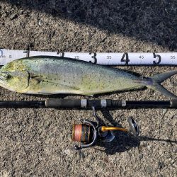 初めてのペンペンシイラ