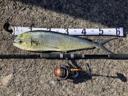 初めてのペンペンシイラ