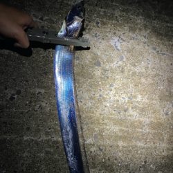 サイズアップしてます。