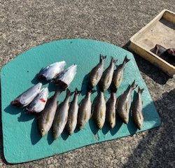 神谷荘さんでカゴ釣り