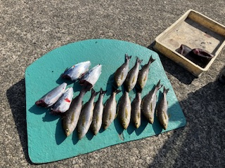 神谷荘さんでカゴ釣り