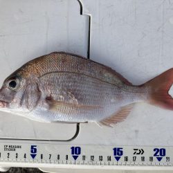 由良の大波止でカゴ釣り
