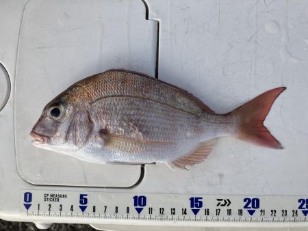 由良の大波止でカゴ釣り