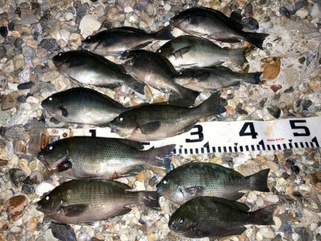 コッパの数釣り