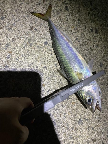 アジを求めて…