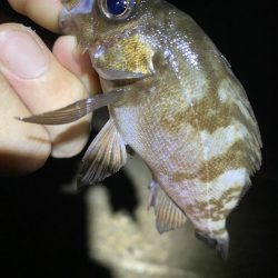 裏切らないガシリング