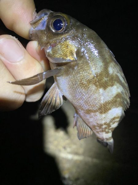 裏切らないガシリング