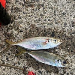 今年ラストアジング