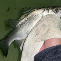 ミニセイゴ&ミニチヌ！