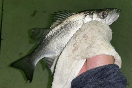 ミニセイゴ&ミニチヌ！