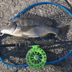 チヌ & コブダイ