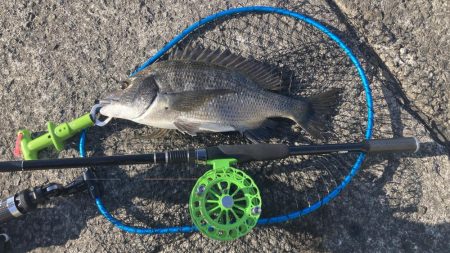 チヌ & コブダイ