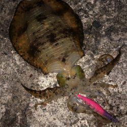 エギング　佐渡遠征⑥