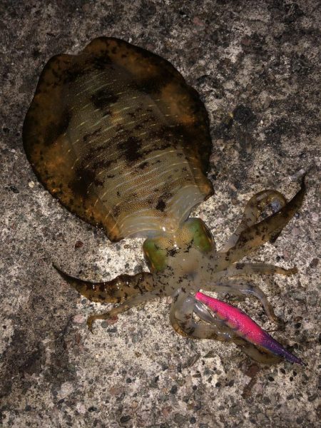 エギング　佐渡遠征⑥