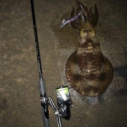 エギング　仕事帰りナイトゲーム