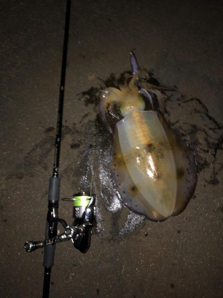 エギング　新潟市内ホーム釣行