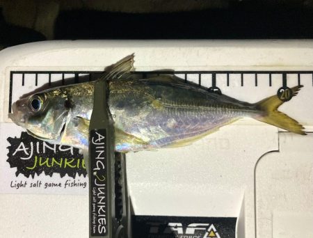 アジングイベント3