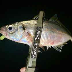 アジングイベント釣果