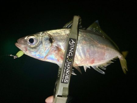 アジングイベント釣果