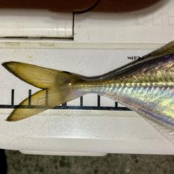 アジングイベント釣果