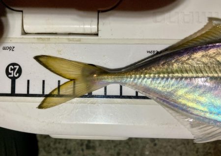 アジングイベント釣果