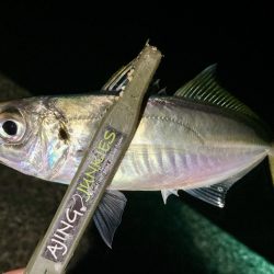 アジングイベント釣果