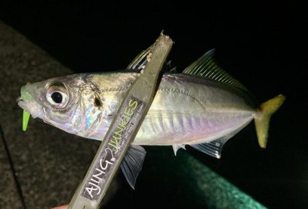 アジングイベント釣果