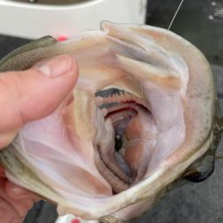 久しぶりの琵琶湖