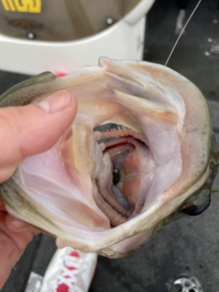 久しぶりの琵琶湖