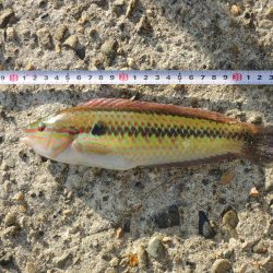 エビ撒き釣り 魚種は多いが小型