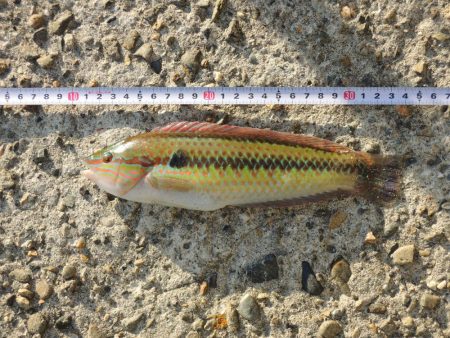 エビ撒き釣り 魚種は多いが小型
