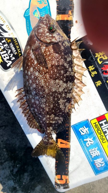 和歌山市江(吉丸渡船)で磯フカセ