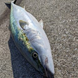 ブリブリのブリ