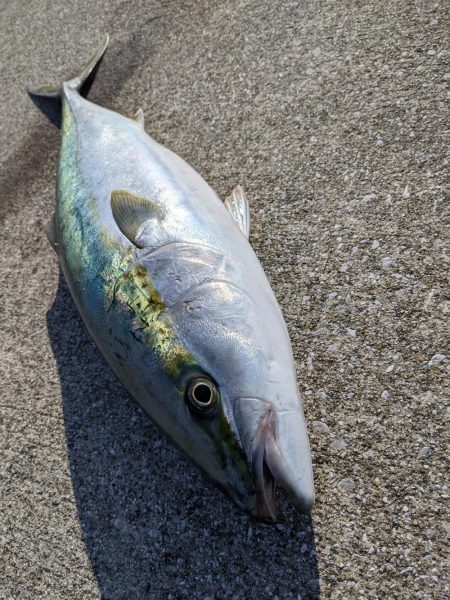 ブリブリのブリ