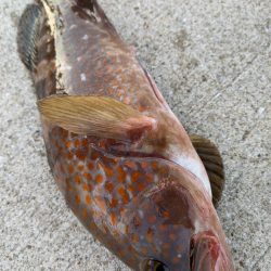 アコウメジメジ