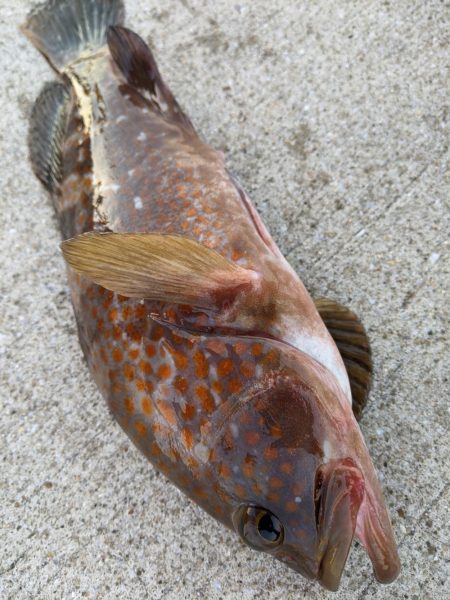 アコウメジメジ