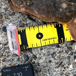 ロクマルマゴチ