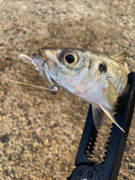 爆釣アジング！