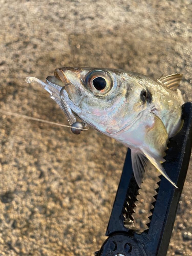 爆釣アジング！