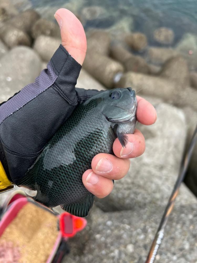 まさかの魚登場!!