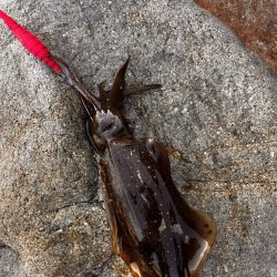 風強め、濁り強め…