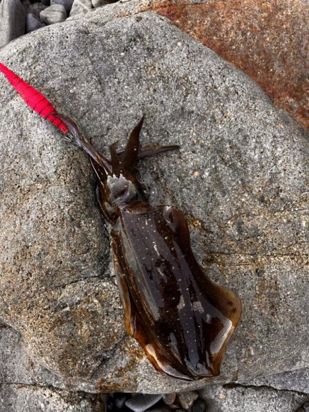 風強め、濁り強め…