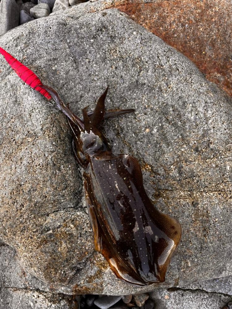 風強め、濁り強め…