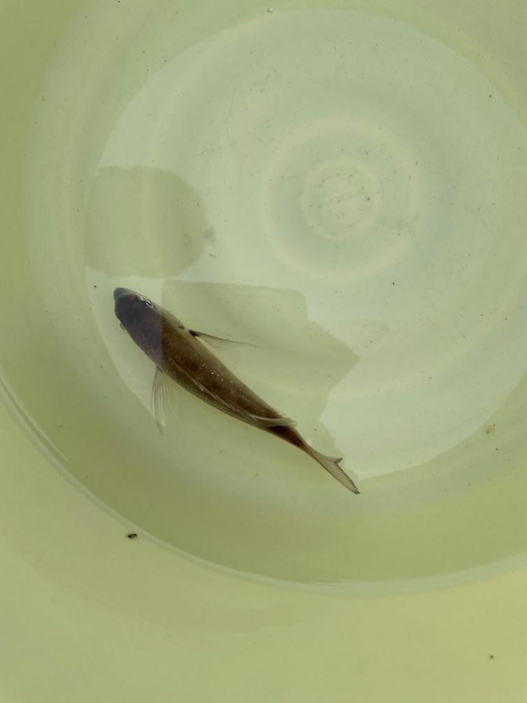 まだ釣れるよーんカワハギ