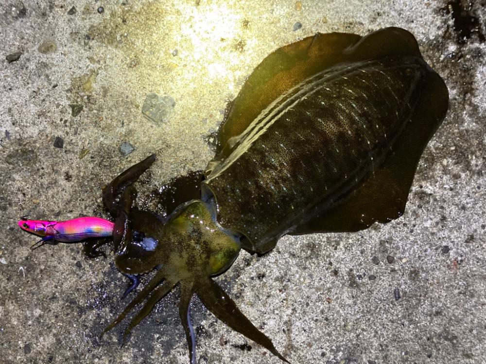 明石でエギング