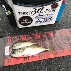 アジング〜冬到来