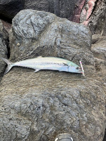 地磯釣行