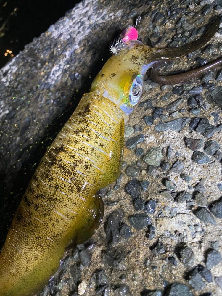 アオリ、カワハギ