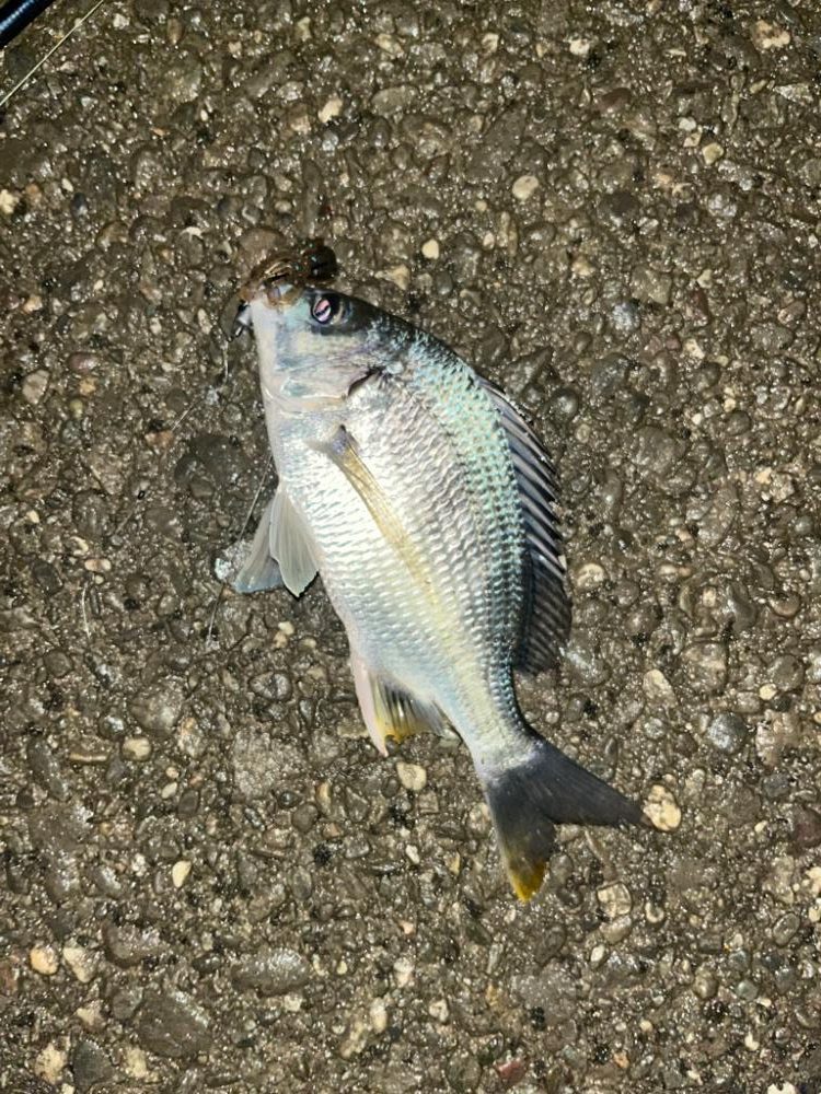 超短時間チニング